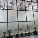 ニハチ喫茶 - 窓から桜が見えます