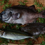蔵毘 - 別府湾の天然魚