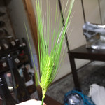 かたつむり - 大麦リフト