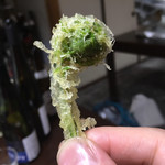 かたつむり - 天ぷら こごみ