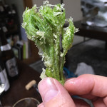 かたつむり - 天ぷら たらの芽