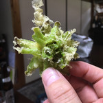 かたつむり - 天ぷら ふきのとう