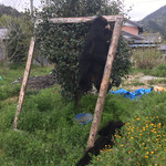 かたつむり - 庭に皮を干してある