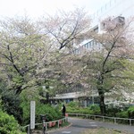 ラーメン二郎 - まだ咲いている店舗裏の桜