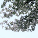 ラーメン二郎 - 近くの桜