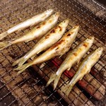 囲炉裏料理わ - 琵琶湖本もろこ♪