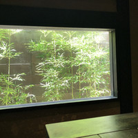 雪梅花 菜根譚 -  雪梅花 菜根譚 -