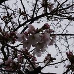 手打ち蕎麦 銀杏 - 猿江恩賜公園の桜　2019.3
