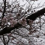 手打ち蕎麦 銀杏 - 猿江恩賜公園の桜　2019.3