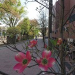 夏の家カフェ - 桜は 葉桜に なり   次のお花    ハナミズキ が咲いてました