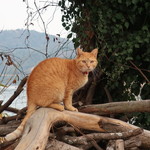 acca - あの日、牛窓五香宮の猫