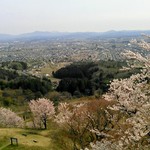 Miharashiya - 桜も満開、青空に、上越市が展望できます