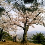 Miharashiya - 満開の桜