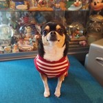 トドルパフ - コロちゃん