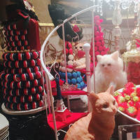 ロビーラウンジ 「マーブルラウンジ」 ヒルトン東京 - 