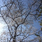 もがみ - 須藤公園です　桜の木は少ないですが満開です　池もあって瀟洒な庭園の趣でした