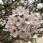 みそラーメンさつき - 前の公園の桜