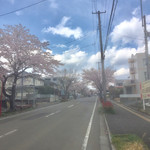 レストランカヤ - 間隔はありますが桜は満開