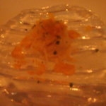 サーラ アマービレ - 