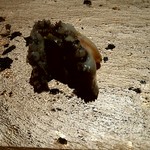 まんてん鮨 - 鮑