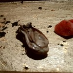 まんてん鮨 - 牡蠣の旨煮