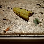 まんてん鮨 - 沖縄トウモロコシ