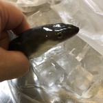 旬ものと日本酒 とみ笑 - 放流した養殖鰻