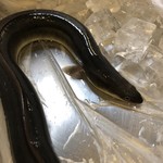 旬ものと日本酒 とみ笑 - 放流した養殖鰻