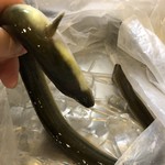 旬ものと日本酒 とみ笑 - 山口の天然鰻