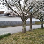 日本そば うらじ - 高萩市下手綱(松岡)の桜