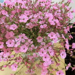 中華そば 紅蘭 - 