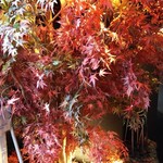 Jidori Washoku Private rooms Izakaya Torisai Hon Atsugi Ten - 