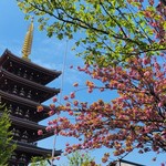 とん平 - 八重桜と五重塔