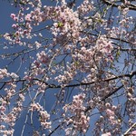 赤坂 渡なべ - 近所の八重紅しだれ桜