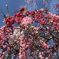 赤坂 渡なべ - 家のすぐ近くのハナモモ