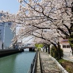 アリラン亭  - 新田間川沿いの桜(行き)