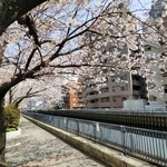 Arirantei - 新田間川沿いの桜(帰り)