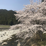 朔 - 桜が満開です