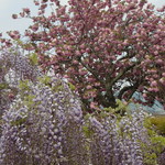 Musu Hi - 藤、八重桜のコラボが綺麗