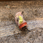 寿司栄 - 金目鯛