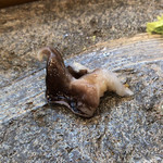 寿司栄 - トリ貝