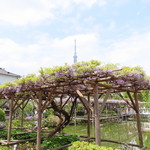 よねさん - 亀戸天神の藤