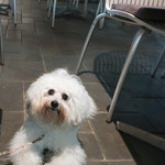 エビスエスクラッシコ - ちょっとボサボサね・・