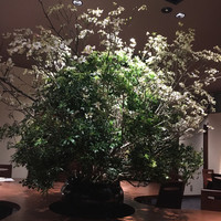 吉祥 吉祥寺店 - 店内