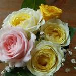 アルバトロス - 