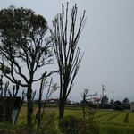 アルバトロス - 