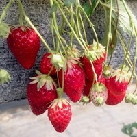 ふるさと村でいちご狩り By Fuka6616 五桂池 ふるさと村 佐奈 その他 食べログ ふるさと村でいちご狩り By Fuka6616 五桂池 ふるさと村 佐奈 その他 食べログ