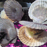 勇栄丸 - ほたーてー