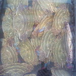 勇栄丸 - かにかにかにぃぃぃっぃ