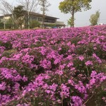 ユナイテッド バンブー - 弥富の芝桜